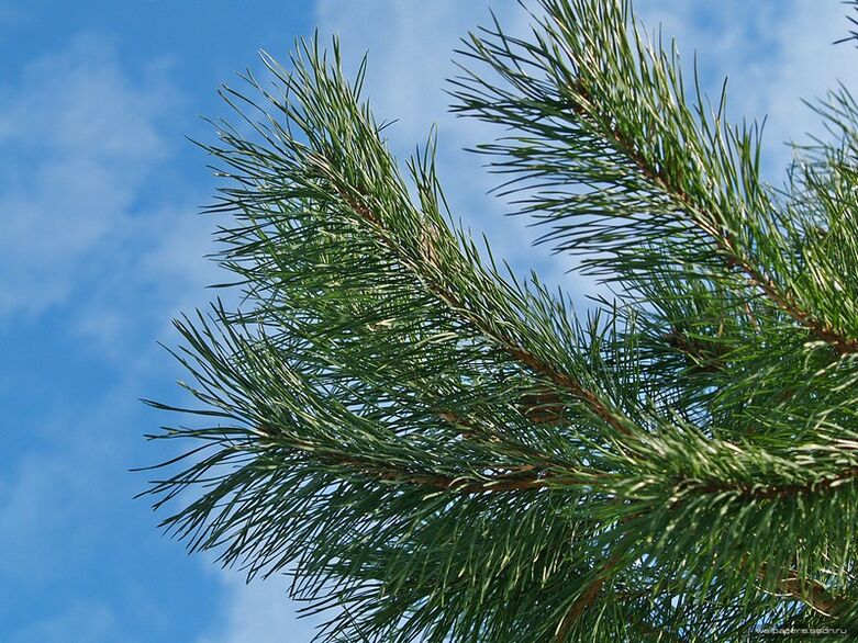 治疗颈椎骨软骨病的针