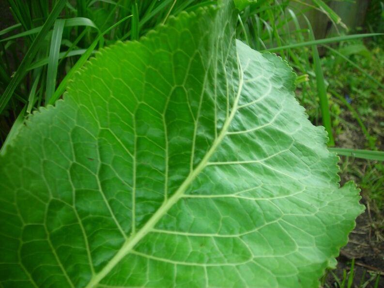 辣根治疗颈椎骨软骨病